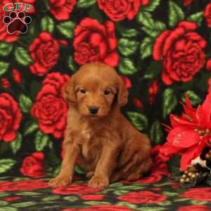 Cole, Mini Goldendoodle Puppy